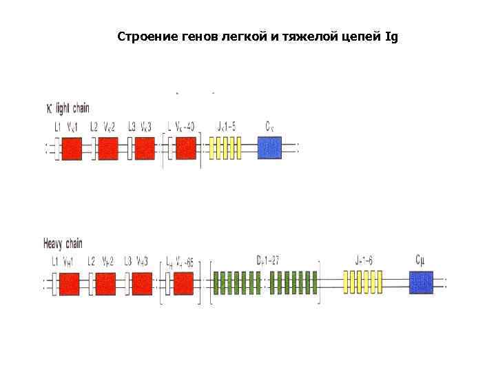 Строение генов легкой и тяжелой цепей Ig 