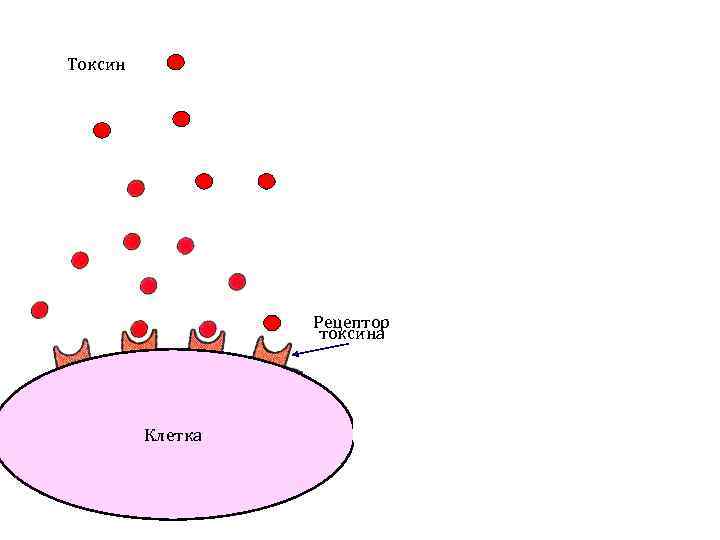 Антитело Токсин Рецептор токсина Клетка 