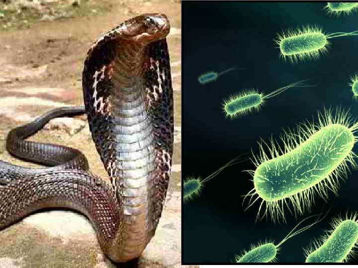 Токсичность ядов бактерий Токсин Дифтерийный токсин Ботулотоксин LD 50 100 нг/кг 1 грамм =