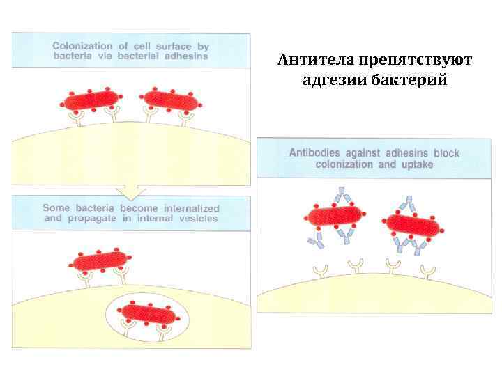 Антитела препятствуют адгезии бактерий 