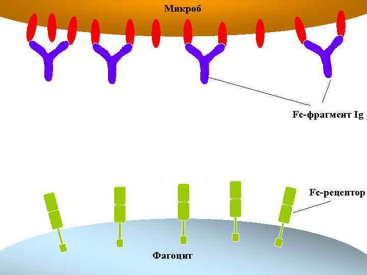 Микроб Fc-фрагмент Ig Fc-рецептор Фагоцит 