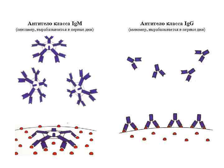 Антитело класса Ig. M Антитело класса Ig. G (пентамер, вырабатывается в первые дни) (мономер,