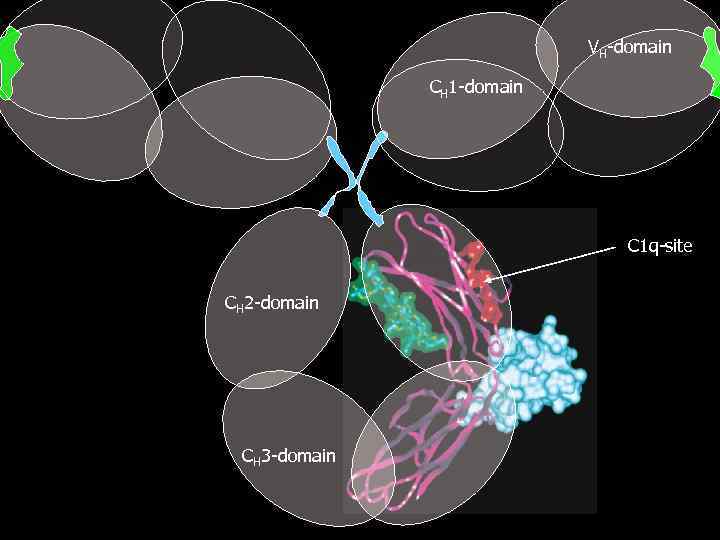 VH-domain CH 1 -domain C 1 q-site CH 2 -domain CH 3 -domain 