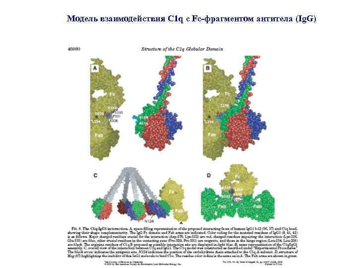 Модель взаимодействия C 1 q c Fc-фрагментом антитела (Ig. G) 