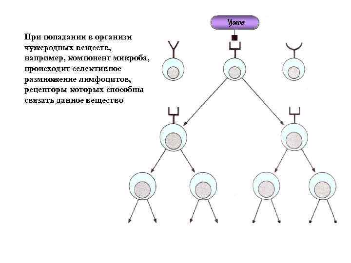 Чужое При попадании в организм чужеродных веществ, например, компонент микроба, происходит селективное размножение лимфоцитов,