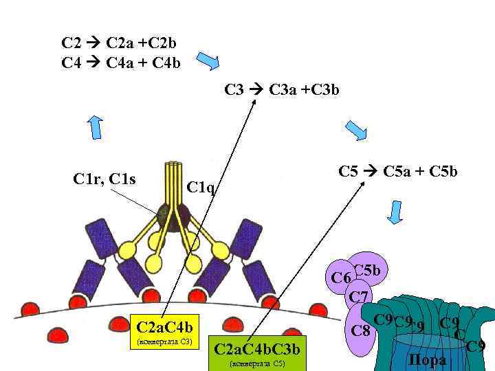 C 2 C 2 a +C 2 b C 4 a + C 4