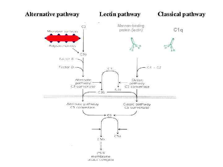 Alternative pathway Lectin pathway Mannan-binding protein (lectin) Classical pathway С 1 q 