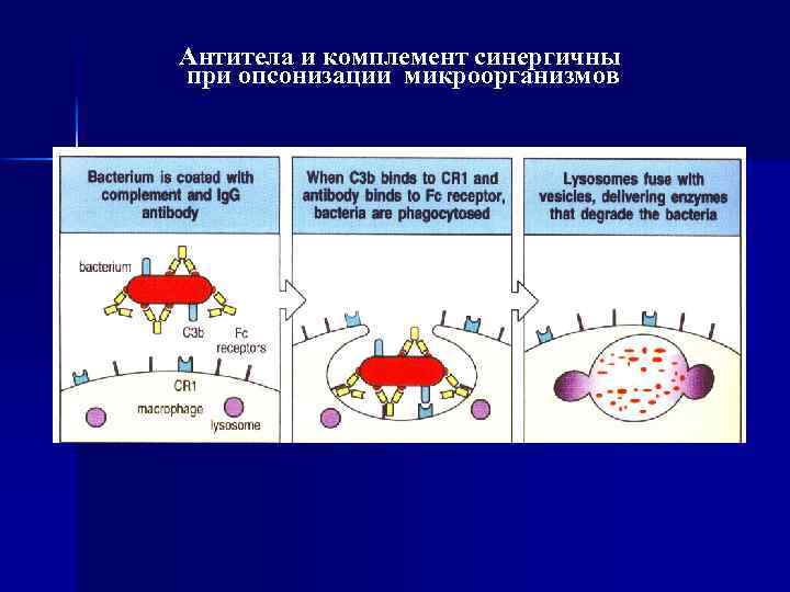 Антитела и комплемент синергичны при опсонизации микроорганизмов 