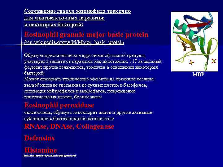 Содержимое гранул эозинофила токсично для многоклеточных паразитов и некоторых бактерий: Eosinophil granule major basic