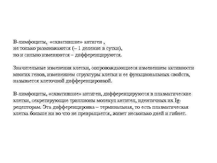 В-лимфоциты, «схватившие» антиген , не только размножаются (~ 1 деление в сутки), но и