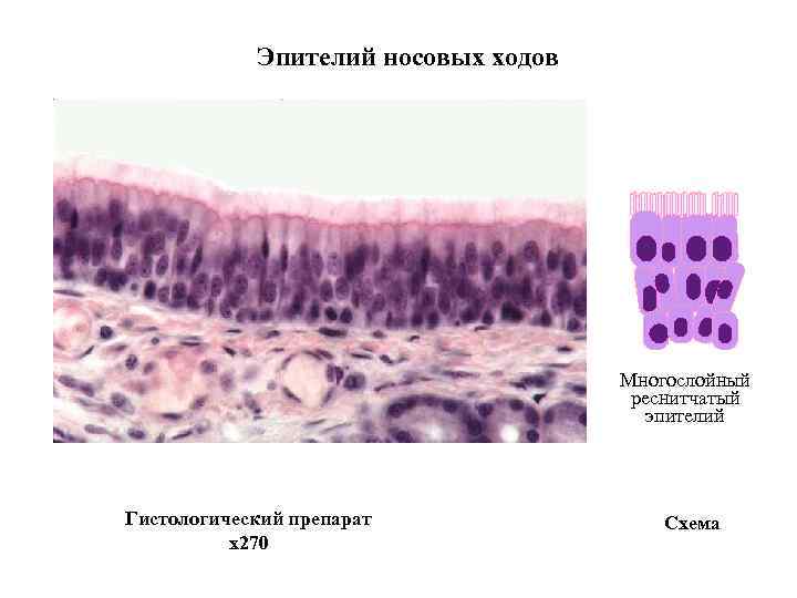 Эпителий носовых ходов Многослойный реснитчатый эпителий Гистологический препарат x 270 Схема 