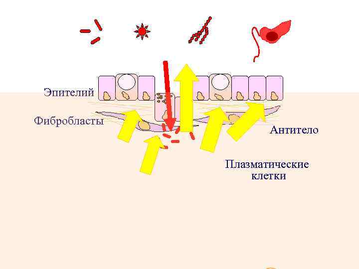 Бактерии Вирусы Грибы Простейшие Эпителий Фибробласты Антитело Плазматические клетки 
