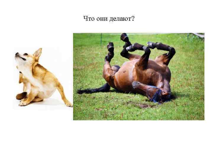 Что они делают? 