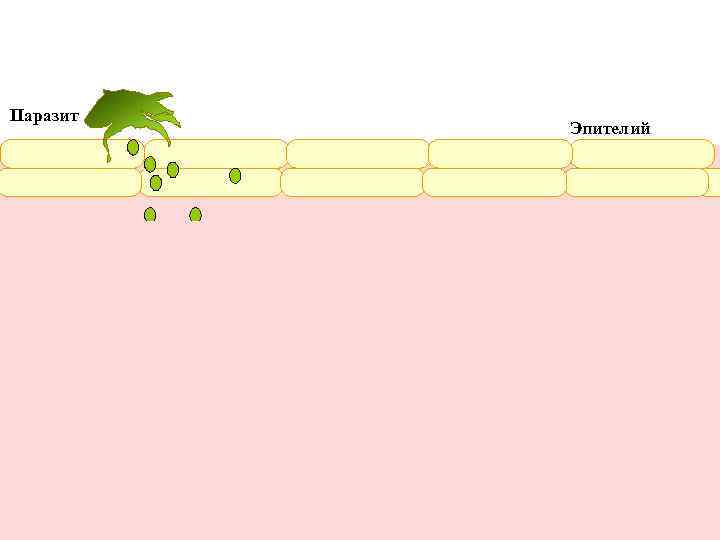 Зуд и воспаление кожи направлены на механическое удаление паразита. Те же механизмы вызывают усиленное