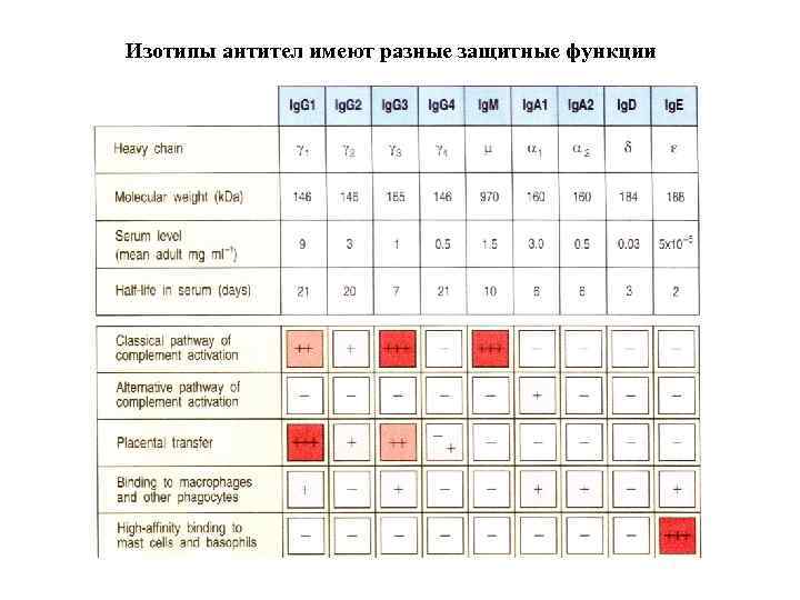 Изотипы антител имеют разные защитные функции 