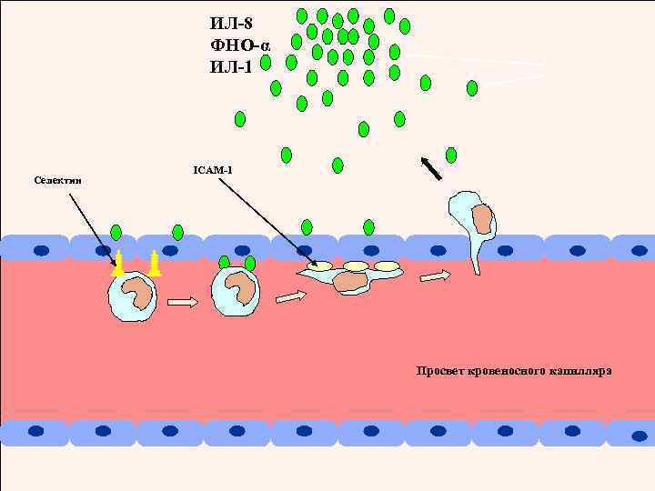 ИЛ-8 ФНО-α ИЛ-1 Селектин ICAM-1 Просвет кровеносного капилляра 
