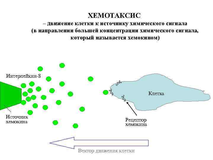 ХЕМОТАКСИС – движение клетки к источнику химического сигнала (в направлении большей концентрации химического сигнала,