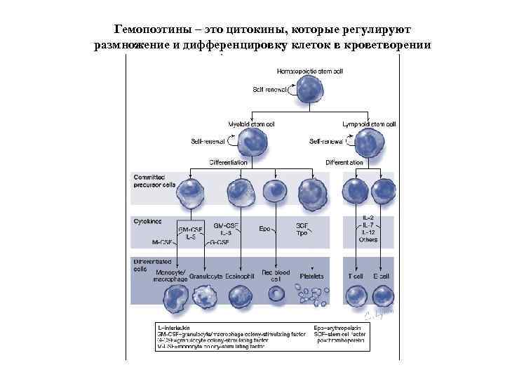 Гемопоэтины – это цитокины, которые регулируют размножение и дифференцировку клеток в кроветворении 