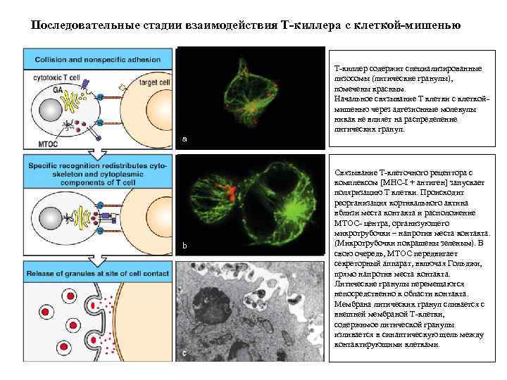 Последовательные стадии взаимодействия Т-киллера с клеткой-мишенью Т-киллер содержит специализированные лизосомы (литические гранулы), помечены красным.
