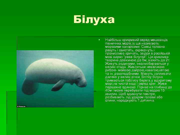 Білуха § Найбільш крикривий серед мешканців півничних морів, їх ще називають морскими канарками. Самці