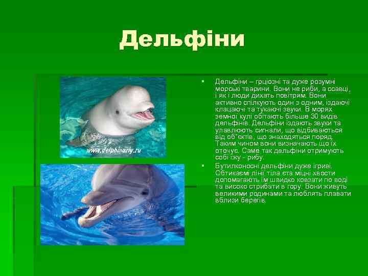 Дельфіни § § Дельфіни – грціозні та дуже розумні морські тварини. Вони не риби,