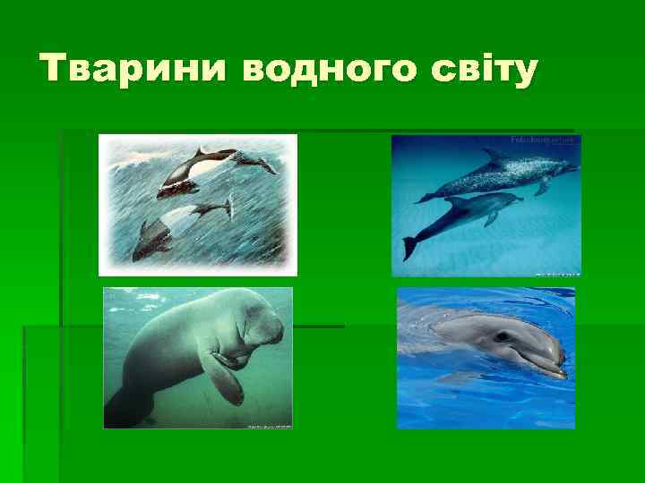Тварини водного світу 