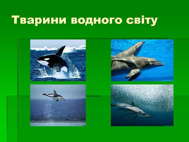 Тварини водного світу 