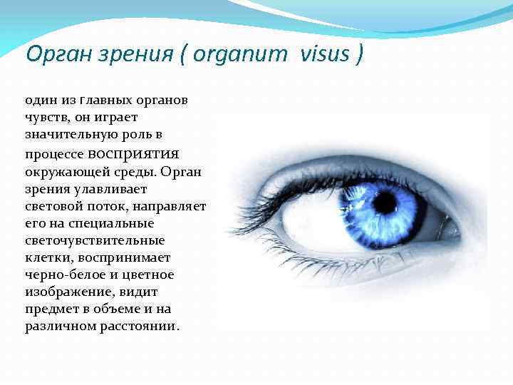 Глаза это орган чувств. Орган зрения. Органы чувств зрение. Сообщение о органе зрения. Органы чувств глаза доклад.