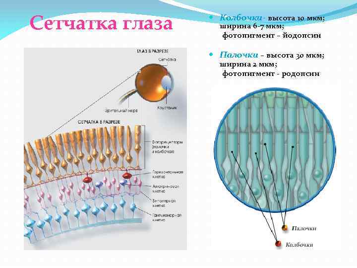 Сетчатка глаза Колбочки- высота 10 мкм; ширина 6 -7 мкм; фотопигмент – йодопсин Палочки