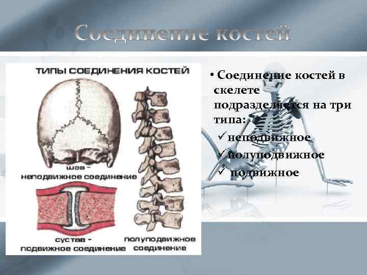  • Соединение костей в скелете подразделяется на три типа: üнеподвижное üполуподвижное ü подвижное