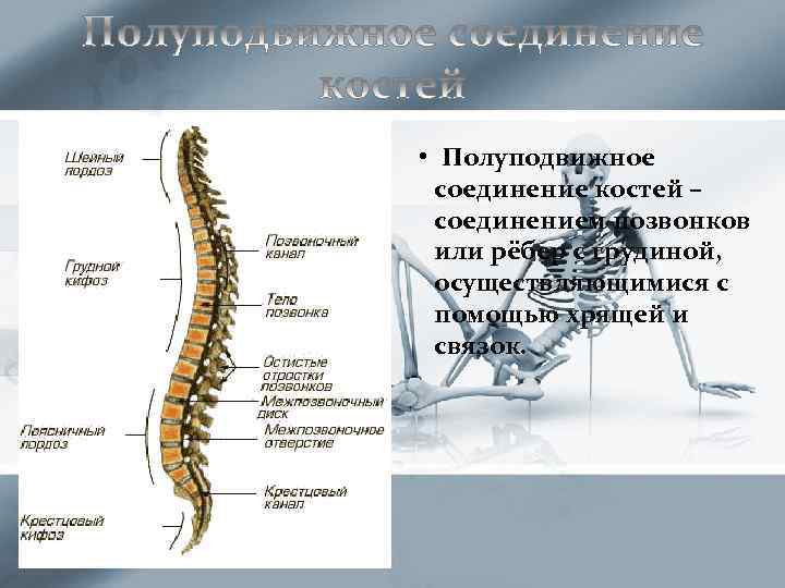  • Полуподвижное соединение костей – соединением позвонков или рёбер с грудиной, осуществляющимися с