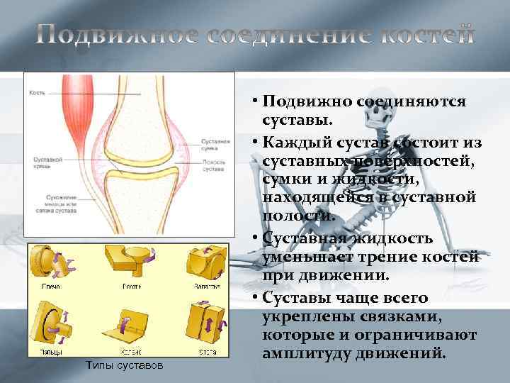 Типы суставов • Подвижно соединяются суставы. • Каждый сустав состоит из суставных поверхностей, сумки