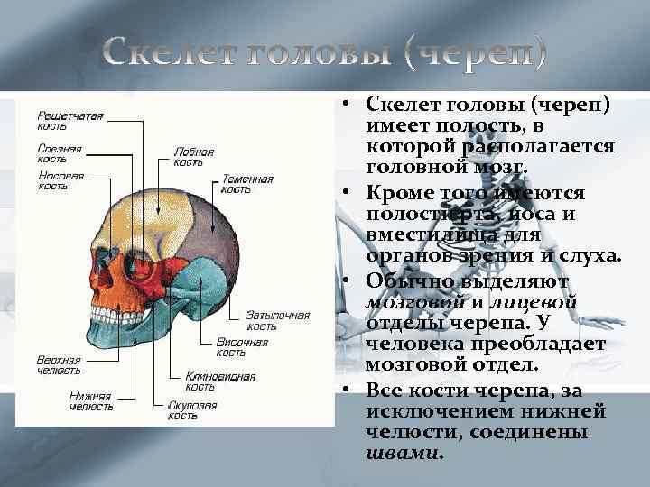  • Скелет головы (череп) имеет полость, в которой располагается головной мозг. • Кроме