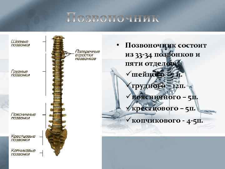  • Позвоночник состоит из 33 -34 позвонков и пяти отделов: üшейного - 7