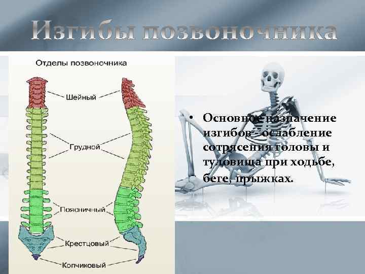  • Основное назначение изгибов - ослабление сотрясения головы и туловища при ходьбе, беге,