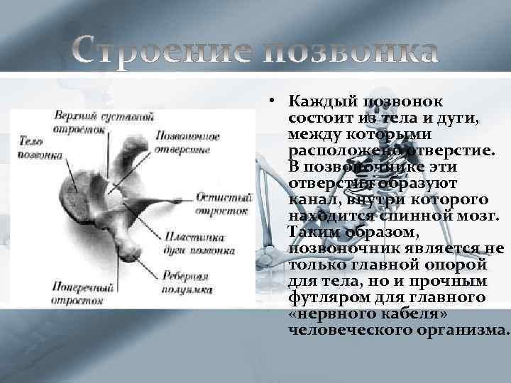  • Каждый позвонок состоит из тела и дуги, между которыми расположено отверстие. В