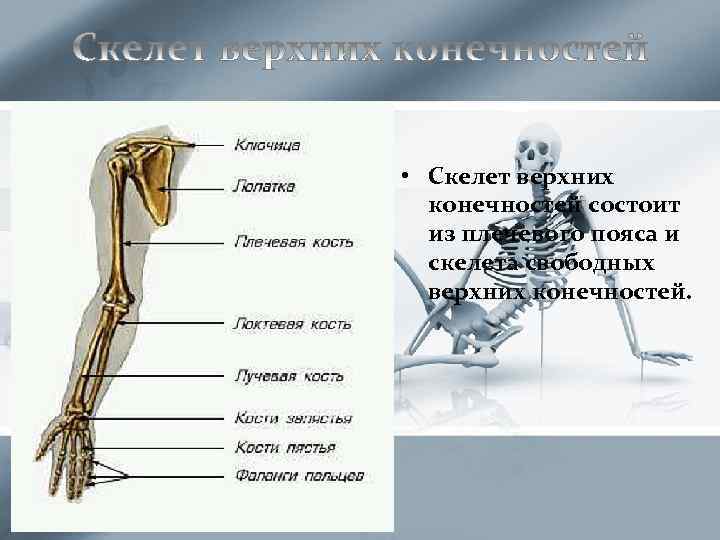 Скелет передней конечности состоит из. Скелет верхней конечности. Плечевой пояс и скелет верхних конечностей. Скелет верхней конечности человека. Скелет свободной верхней конечности.