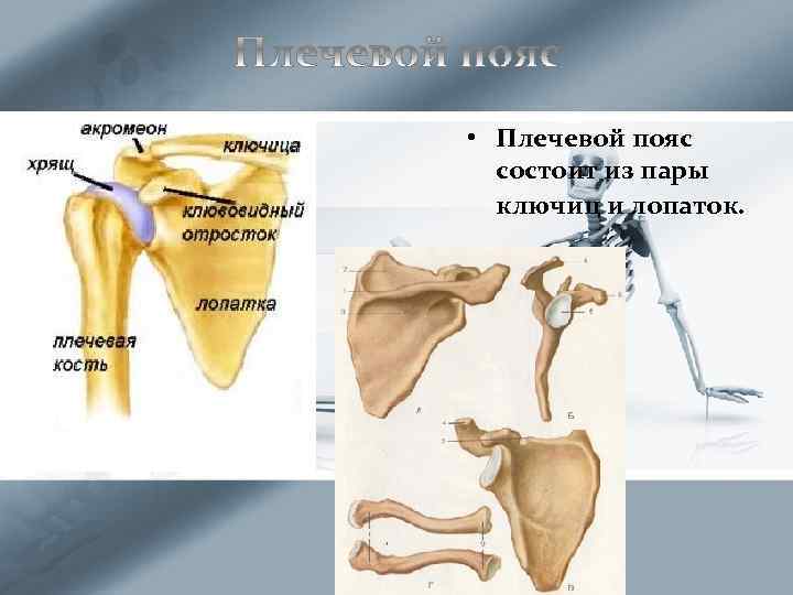  • Плечевой пояс состоит из пары ключиц и лопаток. 