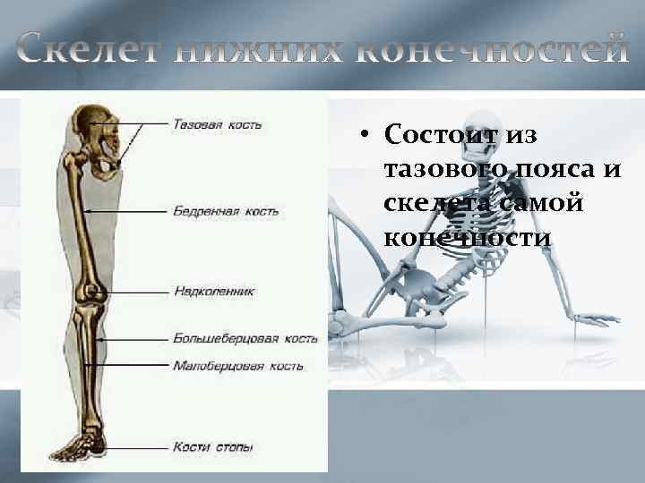 Скелет задних конечностей состоит из. Пояс нижних конечностей состоит. Скелет тазового пояса человека. Из каких частей состоит нога. Тазовый пояс рыб.