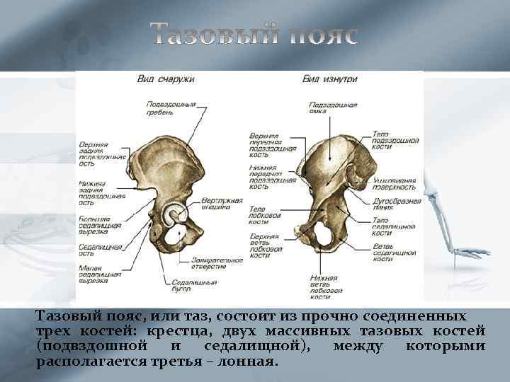 Тазовый пояс, или таз, состоит из прочно соединенных трех костей: крестца, двух массивных тазовых