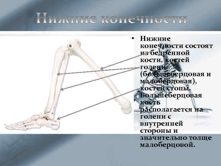  • Нижние конечности состоят из бедренной кости, костей голени (большеберцовая и малоберцовая), костей