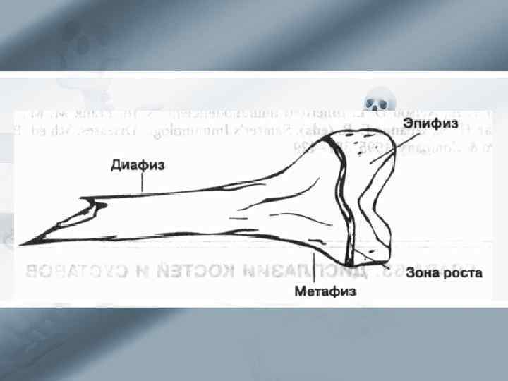 Диафиз костей предплечья