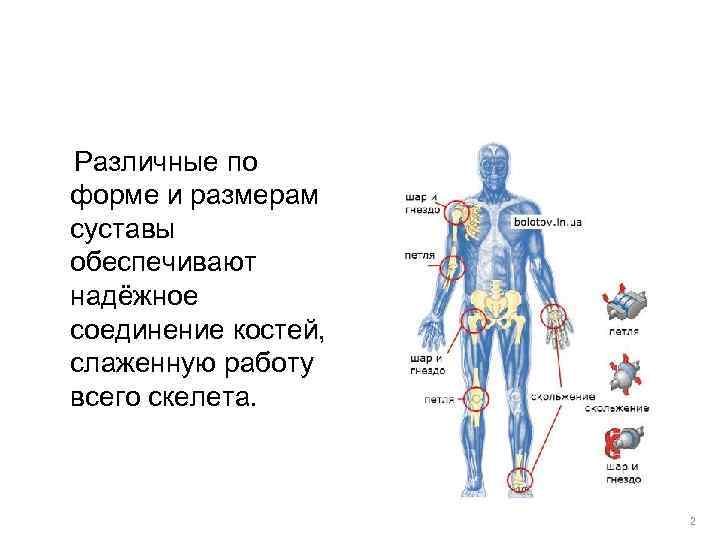 Различные по форме и размерам суставы обеспечивают надёжное соединение костей, слаженную работу всего скелета.