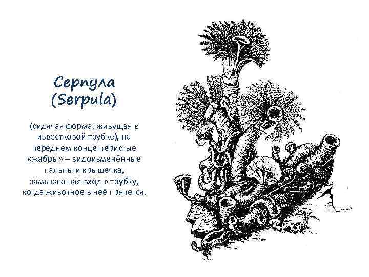 Серпула (Serpula) (сидячая форма, живущая в известковой трубке), на переднем конце перистые «жабры» –