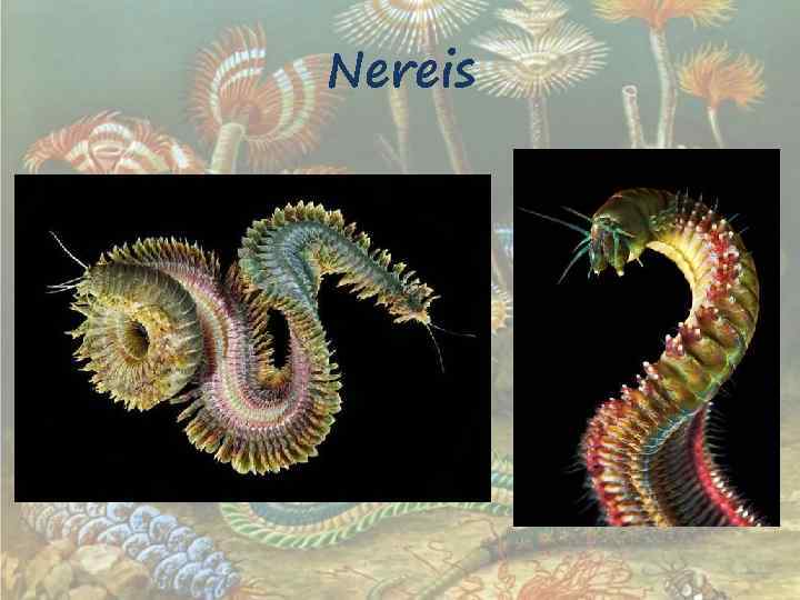 Nereis 