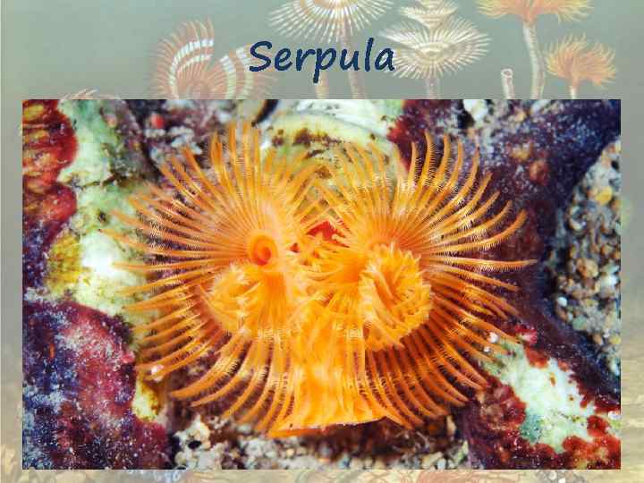 Serpula 