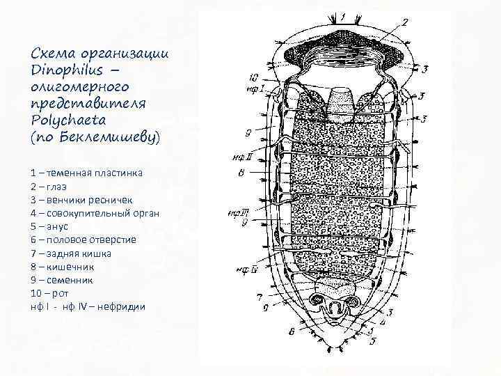Схема организации Dinophilus – олигомерного представителя Polychaeta (по Беклемишеву) 1 – теменная пластинка 2