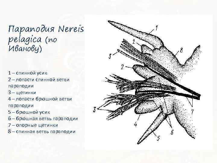 Параподия Nereis pelagica (по Иванову) 1 – спинной усик 2 – лопасти спинной ветви
