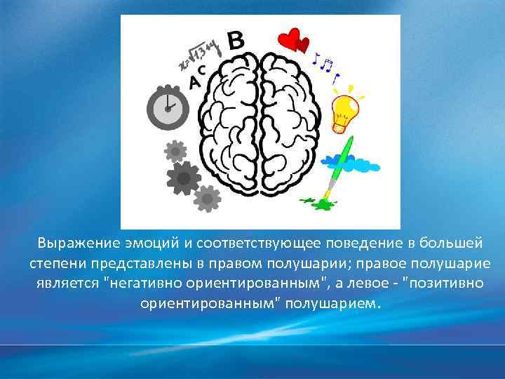 Какое полушарие отвечает за эмоции