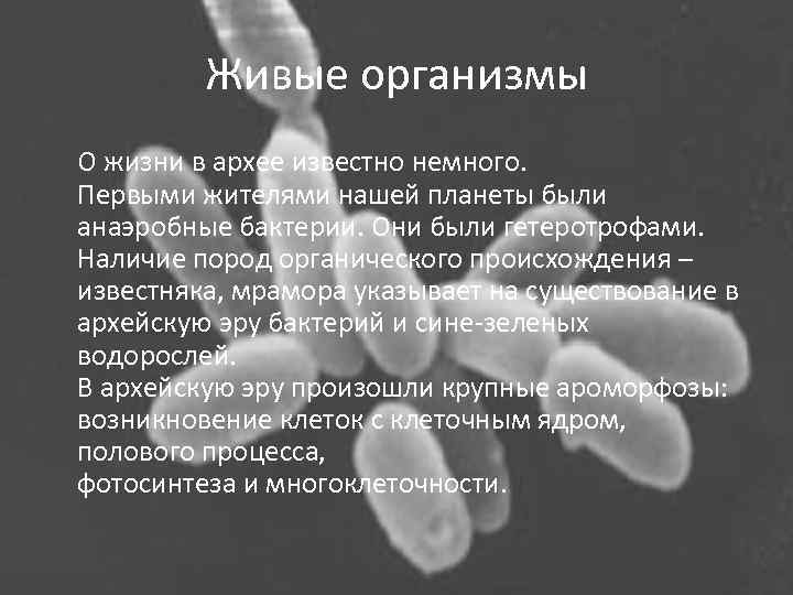 Живые организмы О жизни в архее известно немного. Первыми жителями нашей планеты были анаэробные